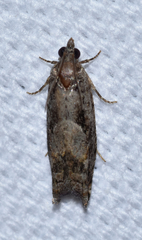 Pseudexentera hodsoni