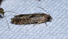 Pseudexentera hodsoni