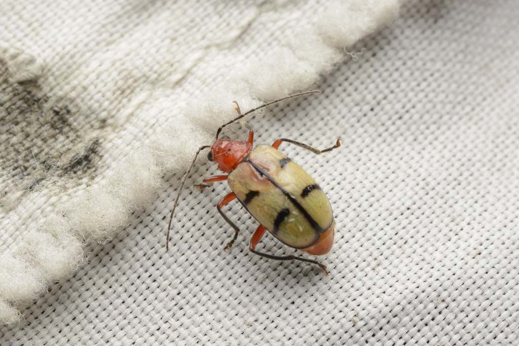 Paleosepharia excavata