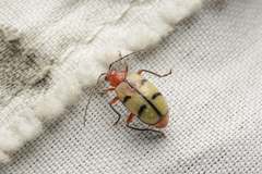 Paleosepharia excavata