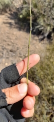 Ephedra gracilis