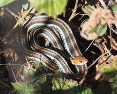 Thamnophis sirtalis tetrataenia