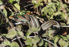 Thamnophis sirtalis tetrataenia