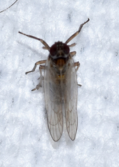 Spartidelphax detectus