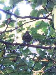 Passerella iliaca unalaschcensis