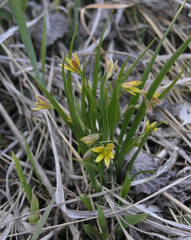 Gagea granulosa