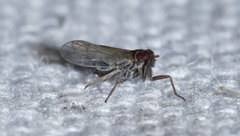 Spartidelphax detectus