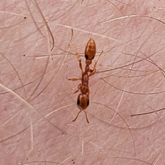 Pseudomyrmex simplex