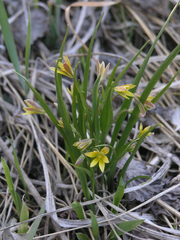 Gagea granulosa