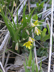 Gagea granulosa