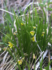 Gagea granulosa