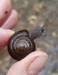 Helminthoglypta diabloensis