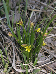 Gagea granulosa