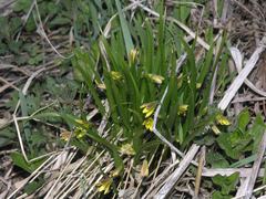 Gagea granulosa