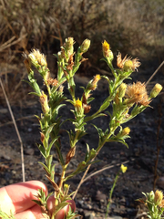 Heterotheca oregona