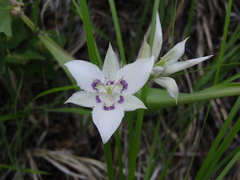 Calochortus lyallii