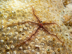 Ophiothrix suensoni