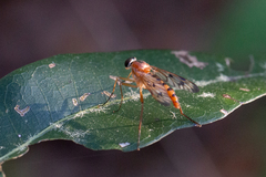 Rhagio albicornis