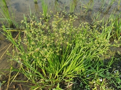 Juncus prismatocarpus leschenaultii