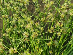 Juncus prismatocarpus leschenaultii