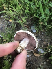 Agaricus comtulus