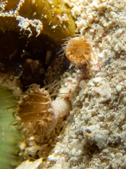 Palythoa grandiflora