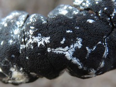 Trichothecium roseum