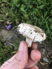 Agaricus comtulus