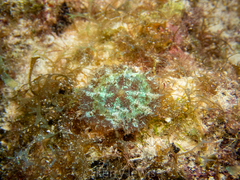 Discosoma carlgreni