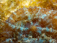 Discosoma carlgreni