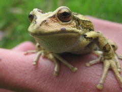 Gastrotheca riobambae
