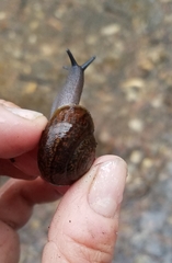 Helminthoglypta diabloensis