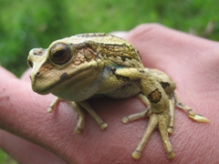 Gastrotheca riobambae