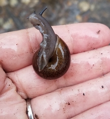 Helminthoglypta diabloensis