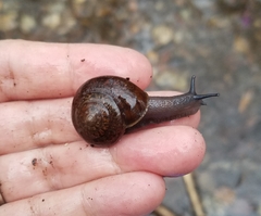 Helminthoglypta diabloensis