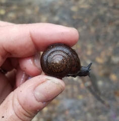 Helminthoglypta diabloensis