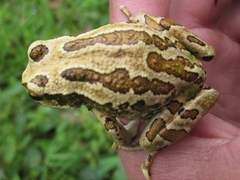 Gastrotheca riobambae