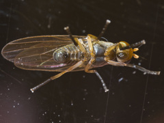 Lauxaniinae