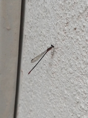 Telebasis collopistes