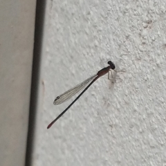 Telebasis collopistes