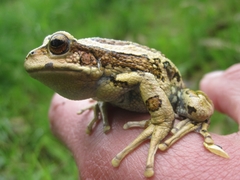 Gastrotheca riobambae
