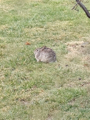 Sylvilagus floridanus