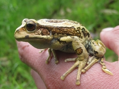 Gastrotheca riobambae