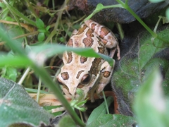 Gastrotheca riobambae
