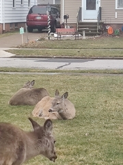 Odocoileus virginianus