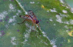 Rhagio albicornis