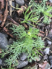 Matricaria discoidea