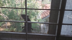 Callosciurus caniceps