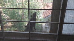 Callosciurus caniceps