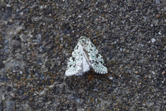 Bryolymnia viridata